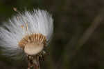 Coltsfoot